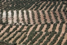 또 기후변화 때문에…‘흐르는 금’ 올리브유 몸값 치솟는다