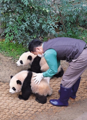 [헤럴드pic] 폭풍 성장한 쌍둥이 판다 첫 인사