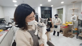 [르포] 버려진 고양이 500마리 생명 구한 ‘꿈꾸는고냥이’
