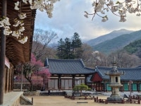 천연기념물 화엄사 홍매화 2주나 빨리 피어