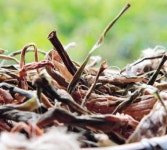 “영양가는 알토란보다 토란대”