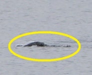 네시는 살아있다…네스호의 괴수 네시의 새로운 사진 공개