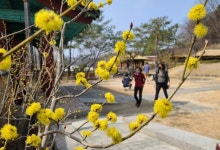 춘천엔 노랑 동백·영천엔 벚꽃 명당…봄꽃에 설레이는 강변