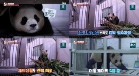 우리의 영원한 아기 판다 푸바오,끝이 아닌 안녕[SBS TV동물농장]
