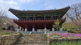 ‘충북의 설악’에서 만난 영국사의 천년 은행나무 [정용식의 내마음대로 사찰여행 비경 100선]