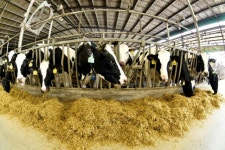 美FDA “저온살균우유서 조류독감바이러스…위험은 없어”