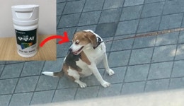 “나도 비싸서 못먹는데” 이젠 강아지까지 ‘피로회복제’ 먹는다고?