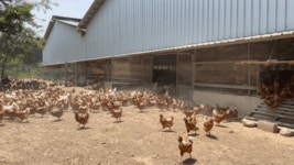 [영상] “돈 때문에 가둘 수 없죠”…행복한 닭·건강한 달걀의 비밀 [르포]