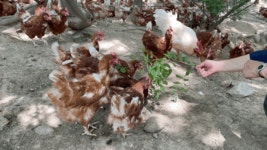 [영상] “돈 때문에 가둘 수 없죠”…행복한 닭·건강한 달걀의 비밀 [르포]