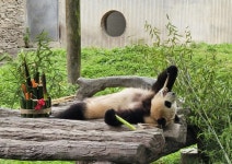 ‘철푸덕’ 눕더니 입에 쏙…‘2개월만 공개’ 푸바오, 대중 탄성케한 행동