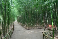 대구시, 명품 가로숲길 10개 노선 소개…무더위 식힌다