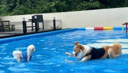 켄싱턴리조트 충주의 부총지배犬, 케니를 아시나요?