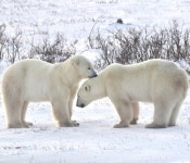 실경 PC 배경화면, 알버타 밴프 ‘4분기 버킷’ 어때요?[함영훈의 멋·맛·쉼]