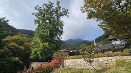 40m 넘는 은행나무, 천년을 지켜온…‘왕의 절’ 양평 용문사 [정용식의 내 마음대로 사찰여행 비경 100선]