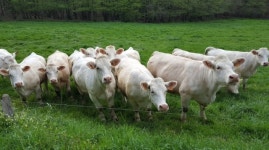 프랑스 소고기 수입재개..대사관·축산협 ‘맛’ 네트워킹