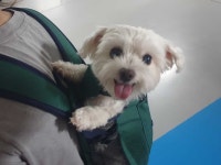 강동구, 반려동물 안심하고 맡기세요