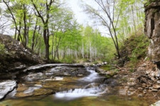영양군, 순백의 자연 ‘자작나무숲’ 다가오는 봄 여행 명소 추천