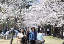 “벚꽃 구경 막차는 오늘까지” 주말 전국에 거센 비바람