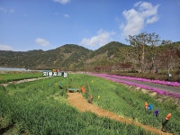 육지속의 섬 예천 “회룡포” 花사한 봄 선사