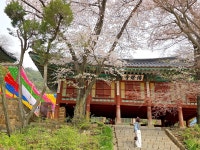 호국의 강화, 명랑해졌다. 어린왕자가 지키는 전등사 [함영훈의 멋·맛·쉼]