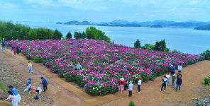 바다와 어우러진 고흥 작약꽃밭‘인생샷 남겨요’