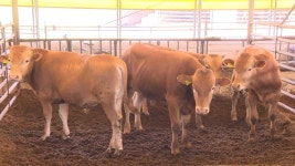 사룟값 떨어지면 뭐하나...고기값 하락에 한우 장사 3년 연속 밑졌다