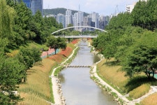 보리밭이 만든 황금로드...제1회 월드컵천 황금보리 축제 개최