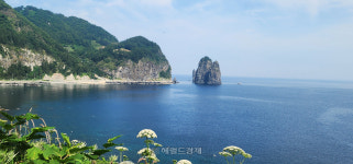 울릉도에 내린 겨울 눈꽃 같은 ‘섬바디’ 관광객 사로잡네