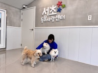 서초구, 여름 휴가철 ‘반려견 돌봄쉼터’ 운영