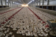 체감온도 41도에도 내부는 28도 ‘상생통닭’ 농장, 폭염과 전쟁 중