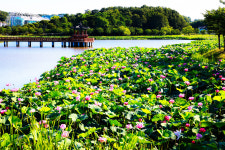 ‘바라만 봐도 좋다‘…울진 연호공원 눈부신 연분홍빛으로 물들다