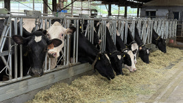 낙농가 “생산비 상승에 경영난 심화”…매년 200곳 폐업