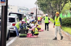 영주시 여름 도심 花사하게…5만여본 메리골드 만개‘눈길’