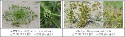 아스팔트 틈에서 자라는 ‘잡초’ 방동사니의 변신…“항염과 미백에 효과”