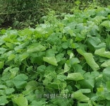 [르포] 영주시 가시박 제거 ‘뒷북 행정’에 시민 불신 키웠다… 수억 원 세금 허공에