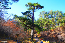 가을빛 내려앉은 울진… 축제와 여행의 향연