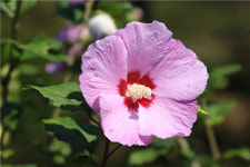 ‘나라꽃’ 무궁화, 왜 주변에서 보기 어려워졌나?[에코피디아]