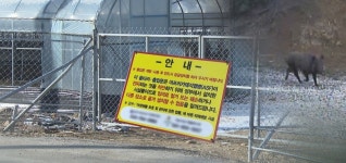 아프리카돼지열병(ASF) 차단 광역울타리, 단계적 철거…확산 차단을 위해 방어선은 유지