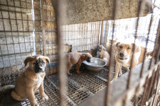 “얘를 어떻게 먹어” 한국인 90%가 식용 거부…농장 개들도 ‘가족’ 찾을까 [지구, 뭐래?]