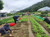서초구 ‘친환경 도시텃밭’ 503구획 분양