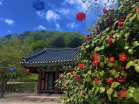 눈물처럼 동백꽃 지기 전, 선운사로 가자...나도 폰카 작가