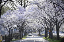 [포토뉴스]유가읍 4km 구간 벚꽃 ‘만개’…‘달창지길 벚꽃축제’ 오는 28일 개막