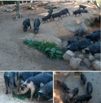 인터넷 정육점으로 성공한 청년 블로거