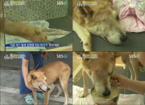 `황구학대사건`, 뒷이야기 공개..회복 중