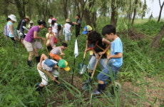 한강에 `맹꽁이`가 돌아왔다
