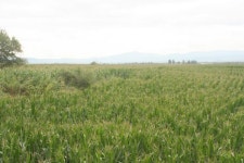 [르포]백두산 청정지역 광동 옥수수농장을 가보니