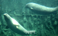 [포토]여수엑스포 아쿠아리움의 상징 흰고래 `벨루가`