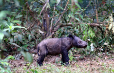 [포토]라투가 낳은 새끼 `엄마랑 똑 닮았네`