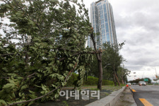 [포토]부러진 가로수