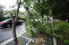 [포토]부러진 가로수